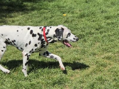 Trained Dalmatian Dog - Purebred Adult Male