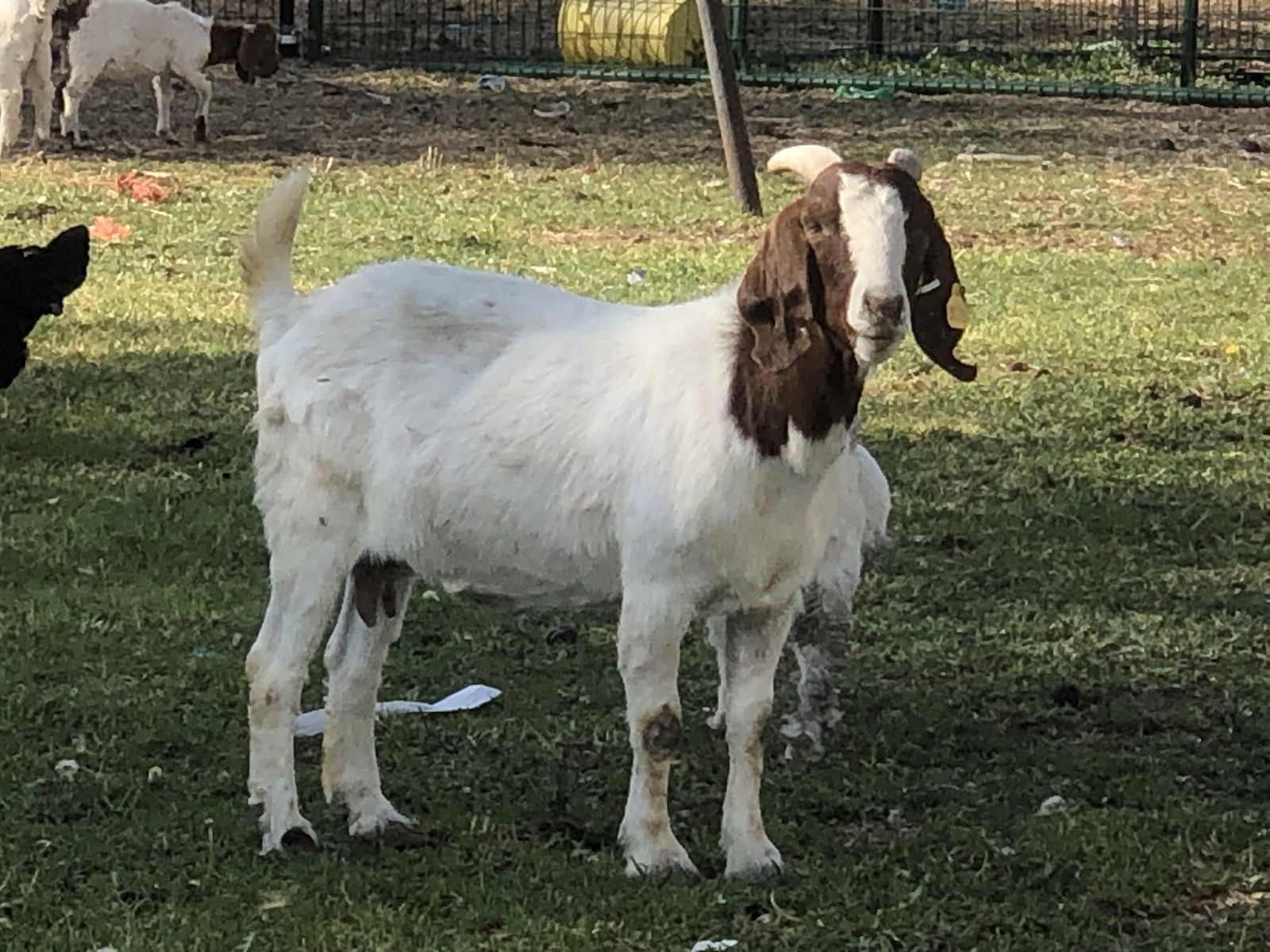 Boer Manny