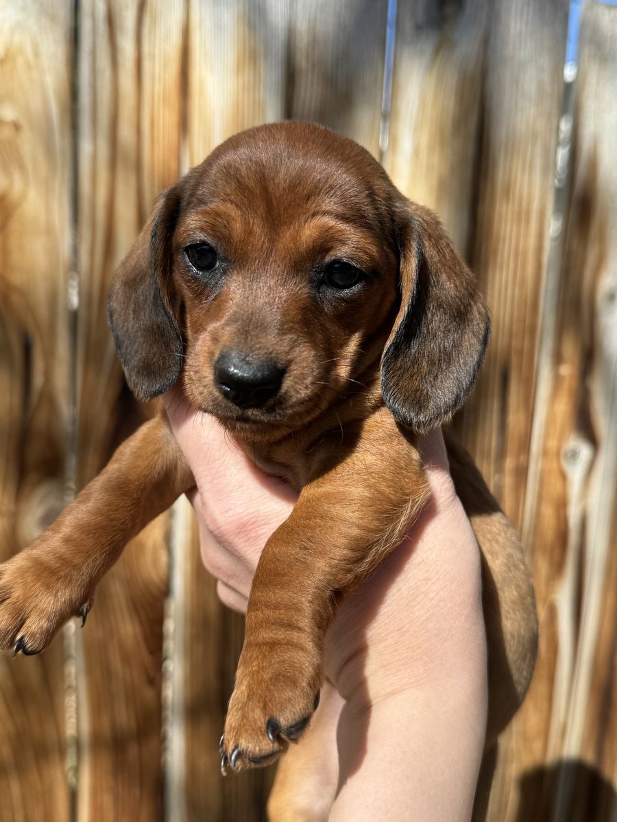 Miniature Dachshund Puppies One Left!