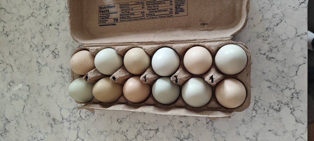 Backyard eggs!