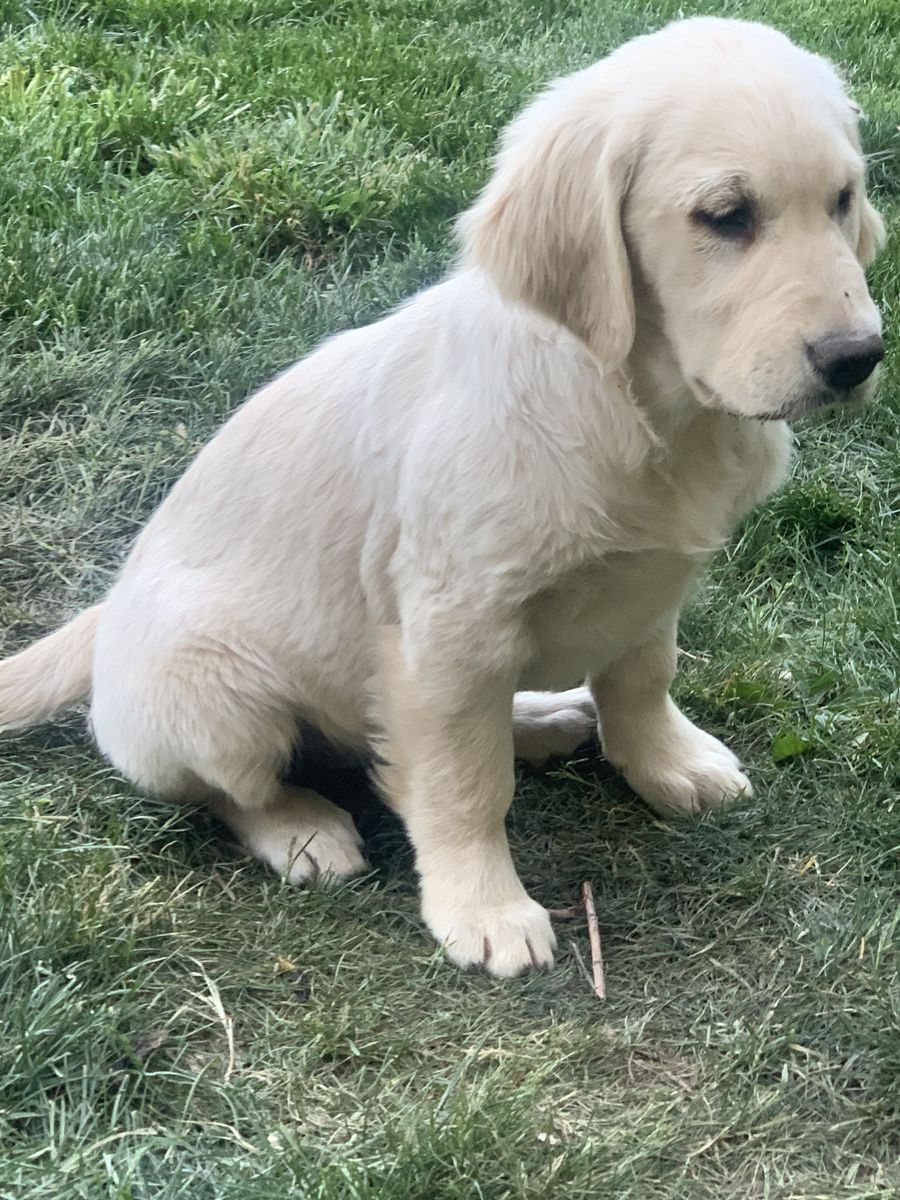 Purebred Golden Retriever Puppy AKC registered