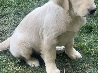 Purebred Golden Retriever Puppy AKC registered