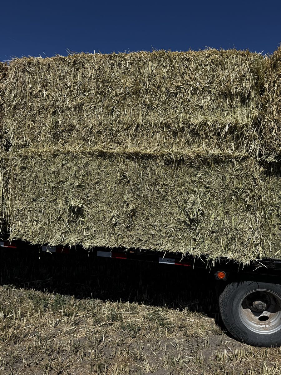 Feeder Hay