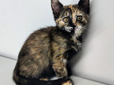 Maine Coon mix kittens. Polydactyl male