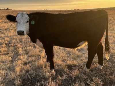 Whole & Half Beef Available