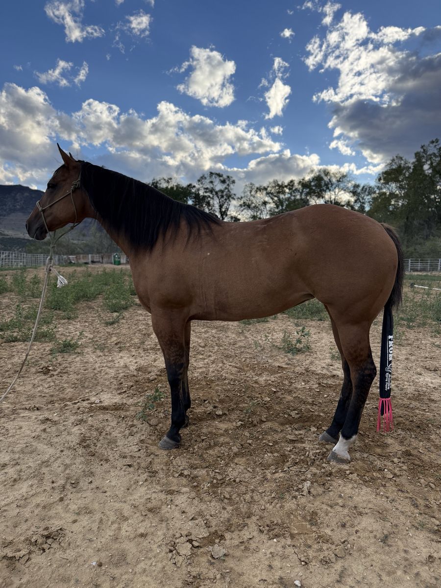 14 year old AQHA mare