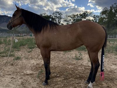 14 year old AQHA mare