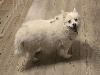 American Eskimo needs home