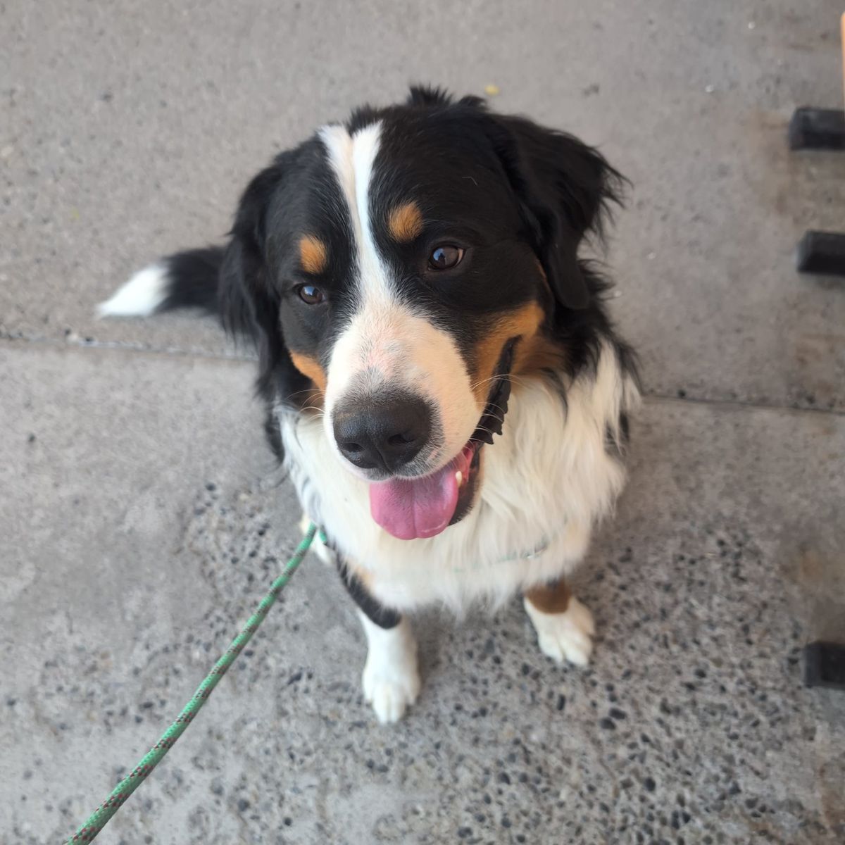 Bernese mountain dog, cane corso stud and pups