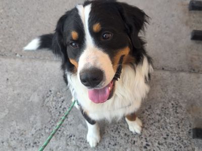 Bernese mountain dog, cane corso stud and pups