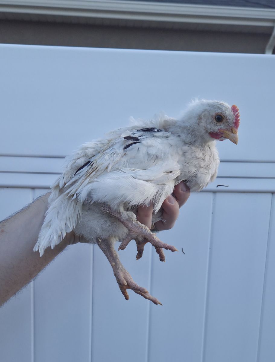 Ermine Ameraucana Cockrell