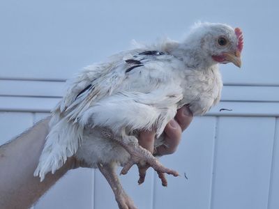 Ermine Ameraucana Cockrell