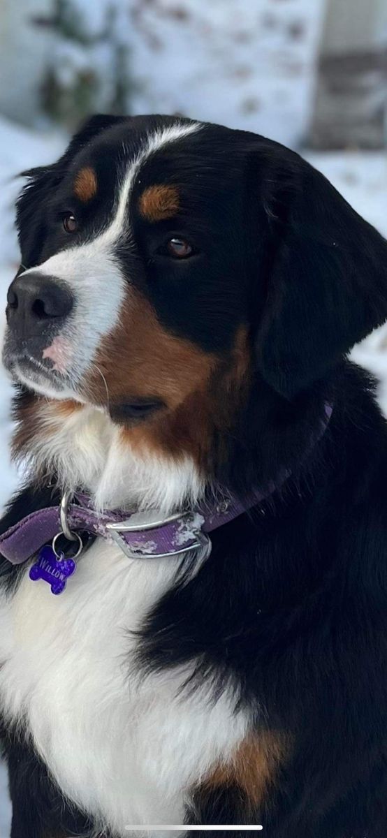 AKC Imported Lines Bernese Mountain Dog Puppies