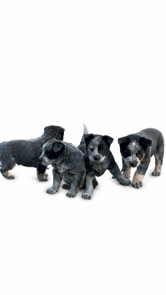 Purebred Blue Heeler, Australian CattleDog puppies
