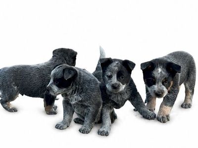 Purebred Blue Heeler, Australian CattleDog puppies