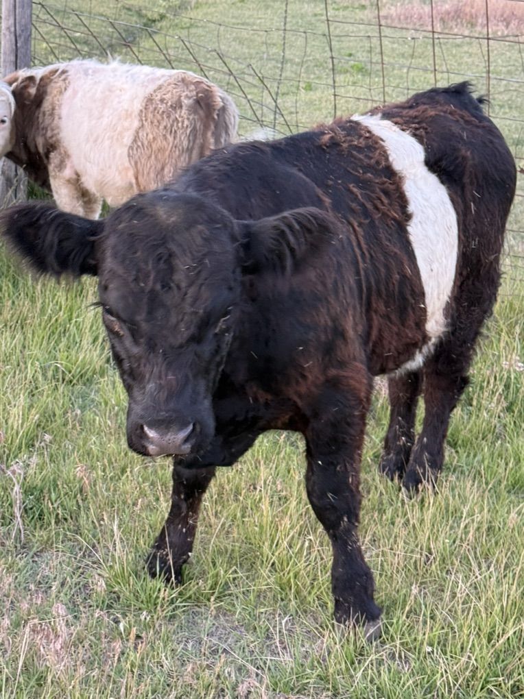 Belted Galloway Bulls / Steer