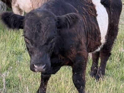 Belted Galloway Bulls / Steer