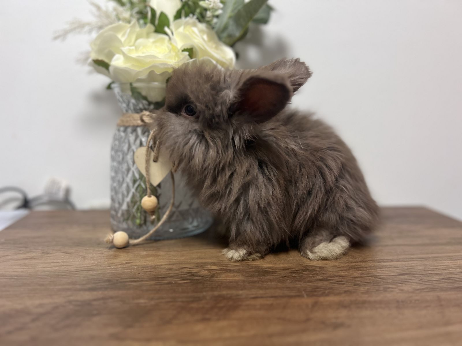English Angora chocolate babies