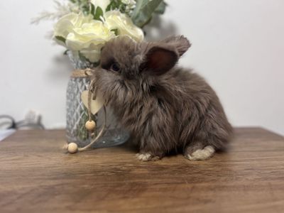 English Angora chocolate babies