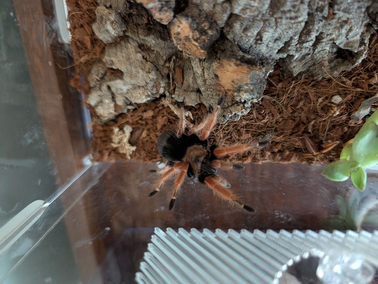 Mexican Fire Legged Tarantula