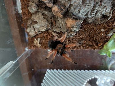 Mexican Fire Legged Tarantula