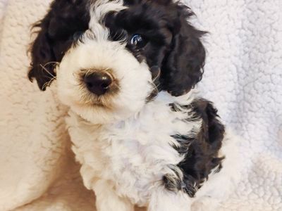 Aussie doodle puppies