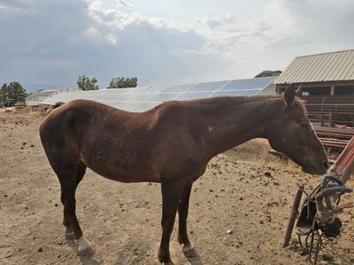 Quarter horse