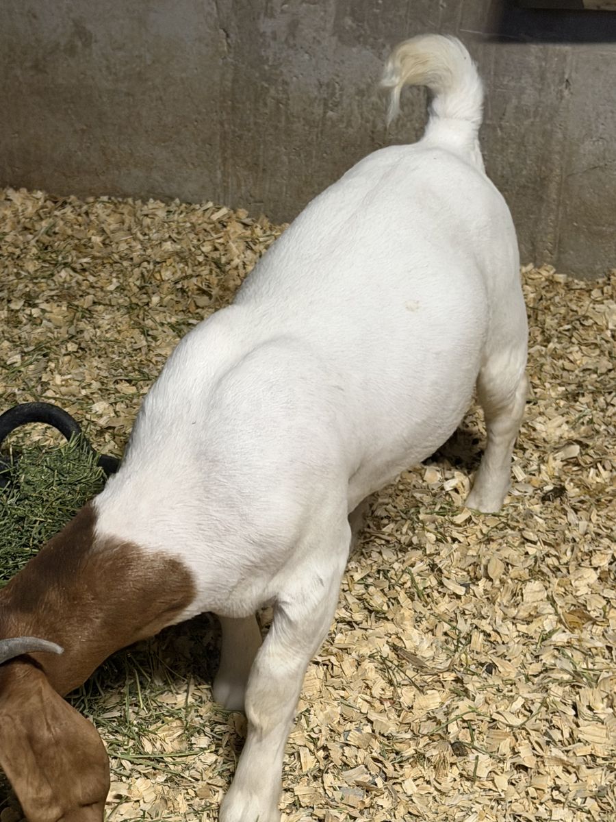 Female boar goat