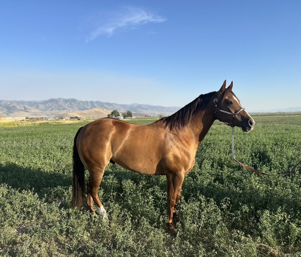 AQHA 6 Year Old Ranch/Rope Gelding
