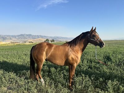 AQHA 6 Year Old Ranch/Rope Gelding