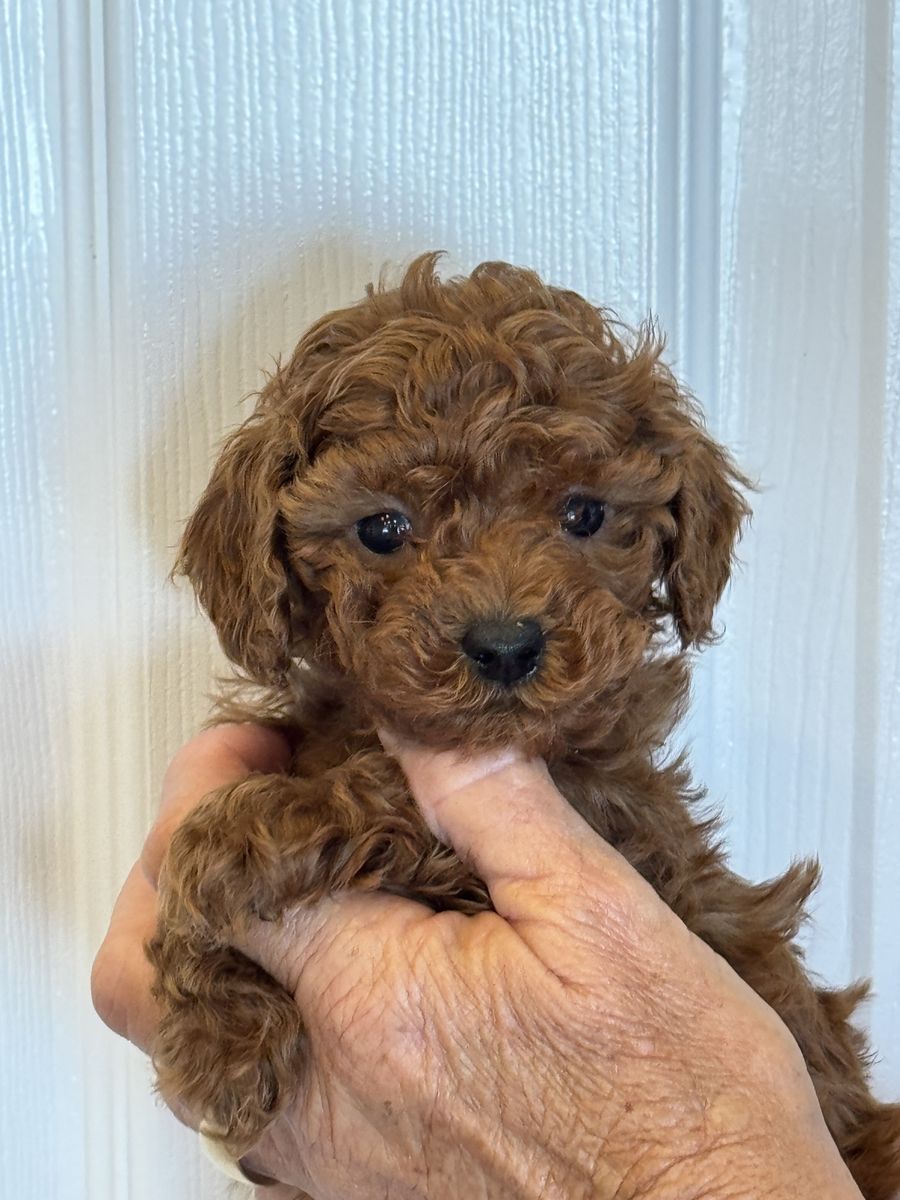 Tiny Goldendoodle Easter Boy For Partner Home