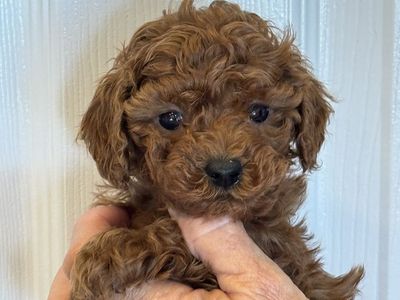 Tiny Goldendoodle Easter Boy For Partner Home