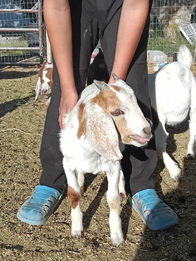 registerable boer buckling