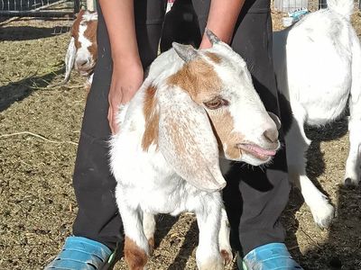 registerable boer buckling