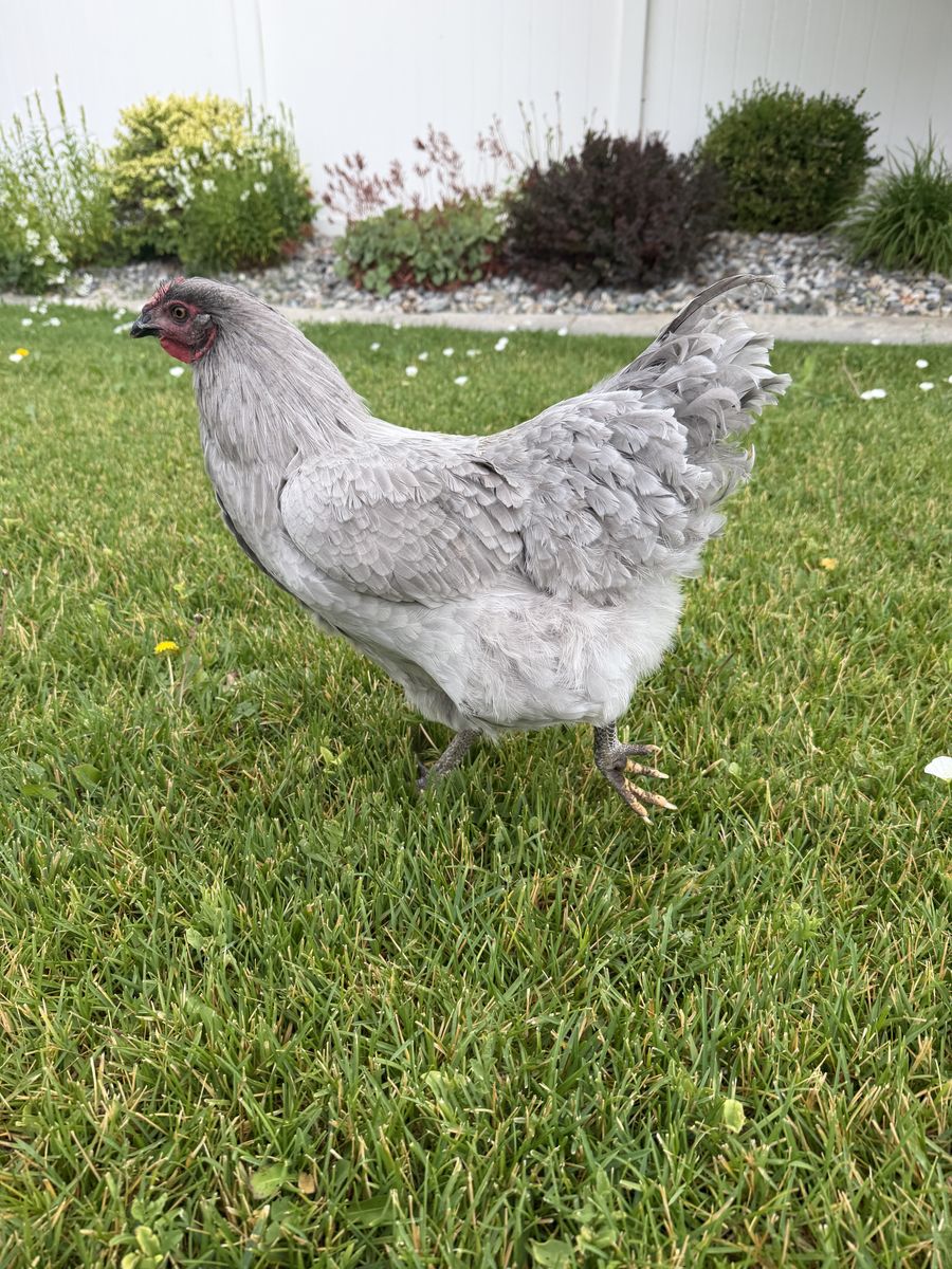 23 Week Old Hen