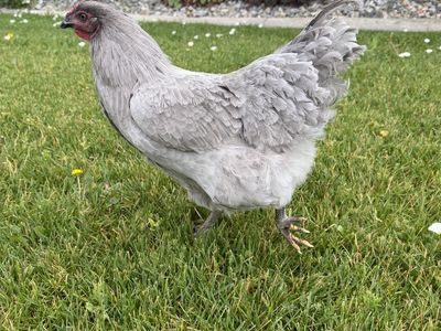 23 Week Old Hen