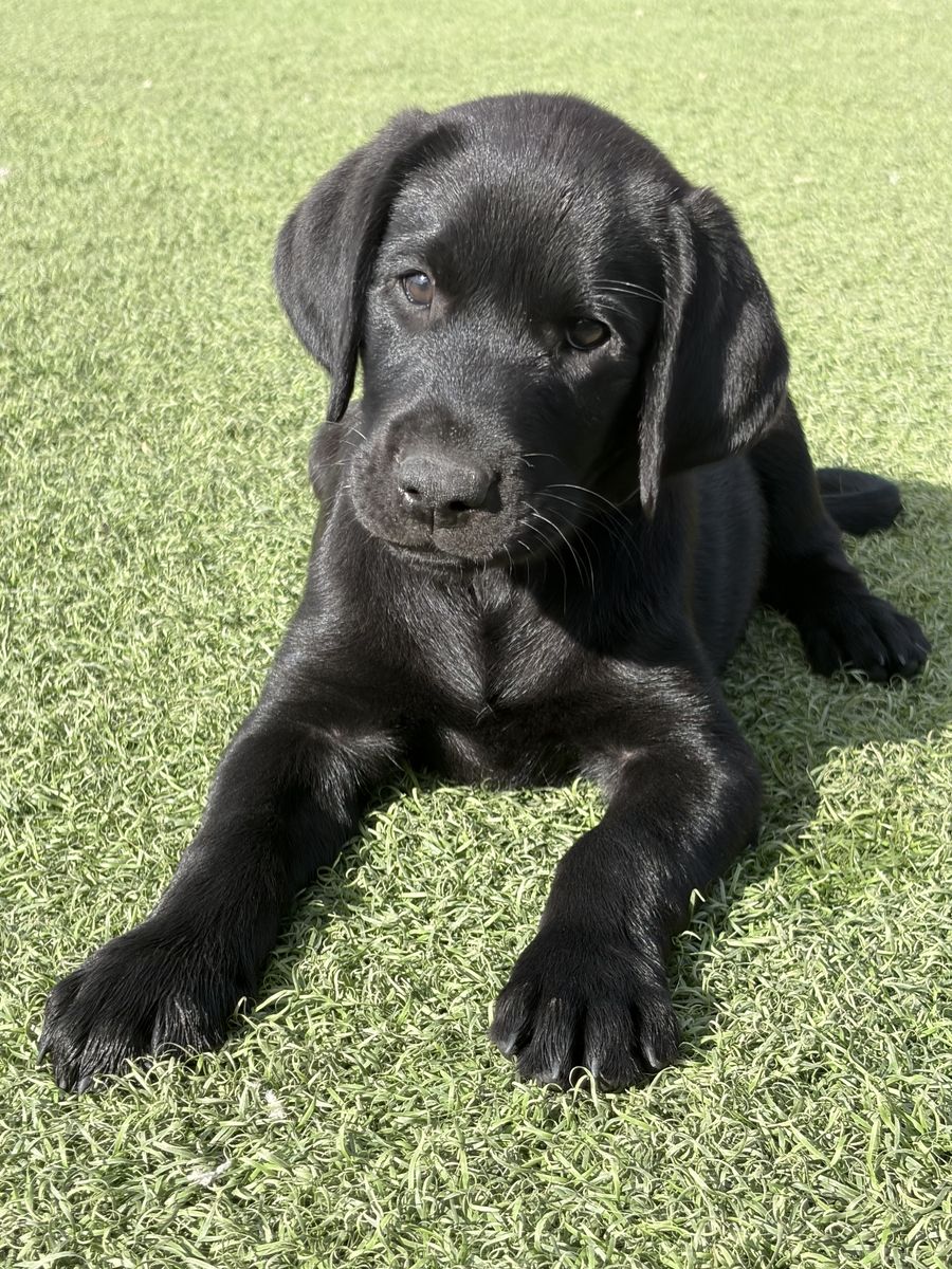 Female Black Velvet AKC Labrador Retriever