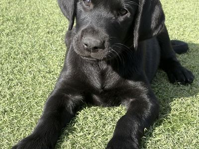 Female Black Velvet AKC Labrador Retriever