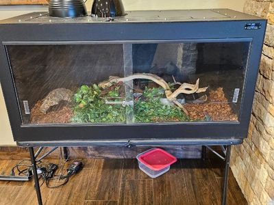 Ball Python With Enclosure