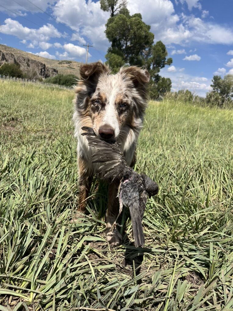 Male Australian Shepard