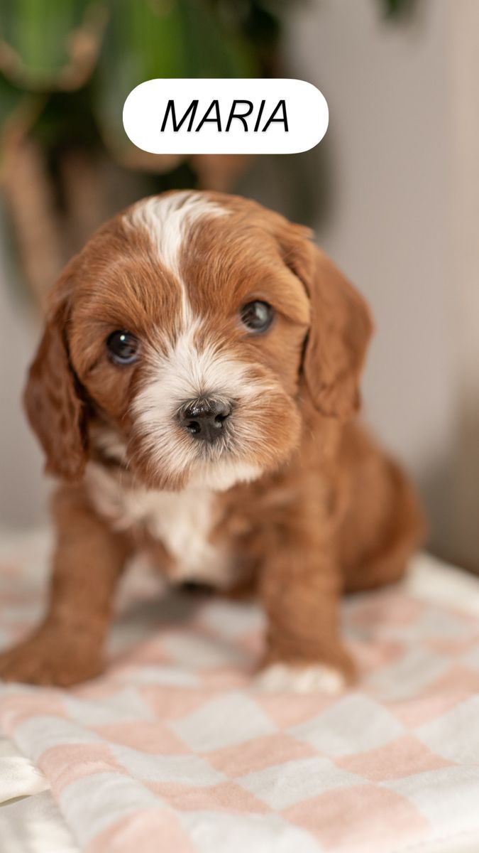 Cavapoo / Mini Goldendoodle Puppies