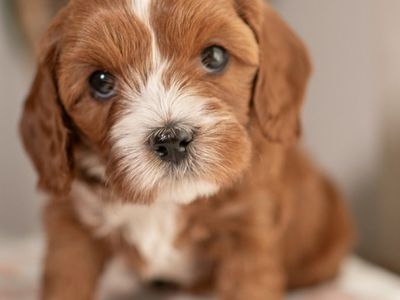 Cavapoo / Mini Goldendoodle Puppies