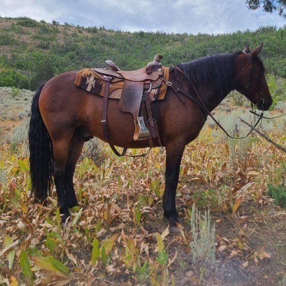 Draft Cross Gelding
