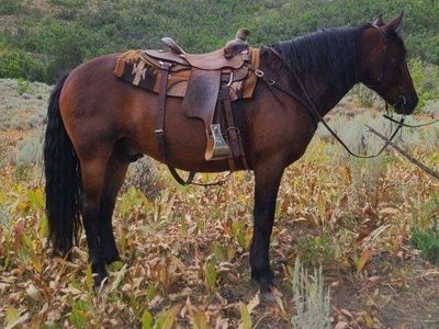 Draft Cross Gelding