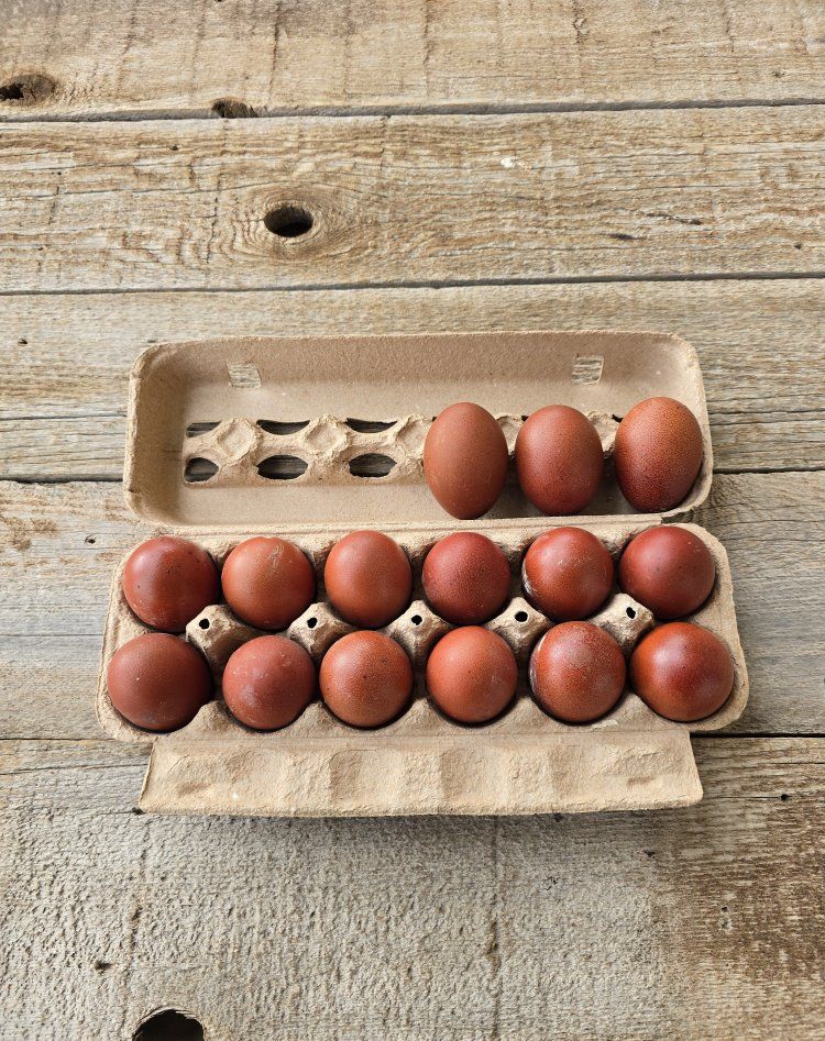 Black Copper Marans Group #1