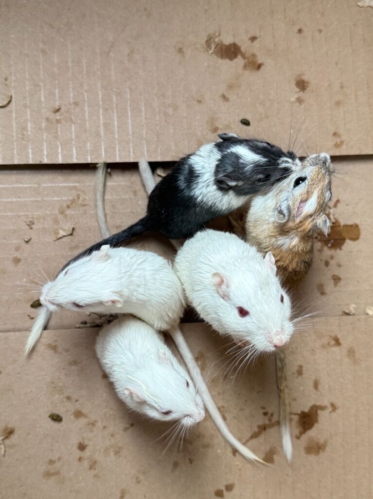 Gerbils