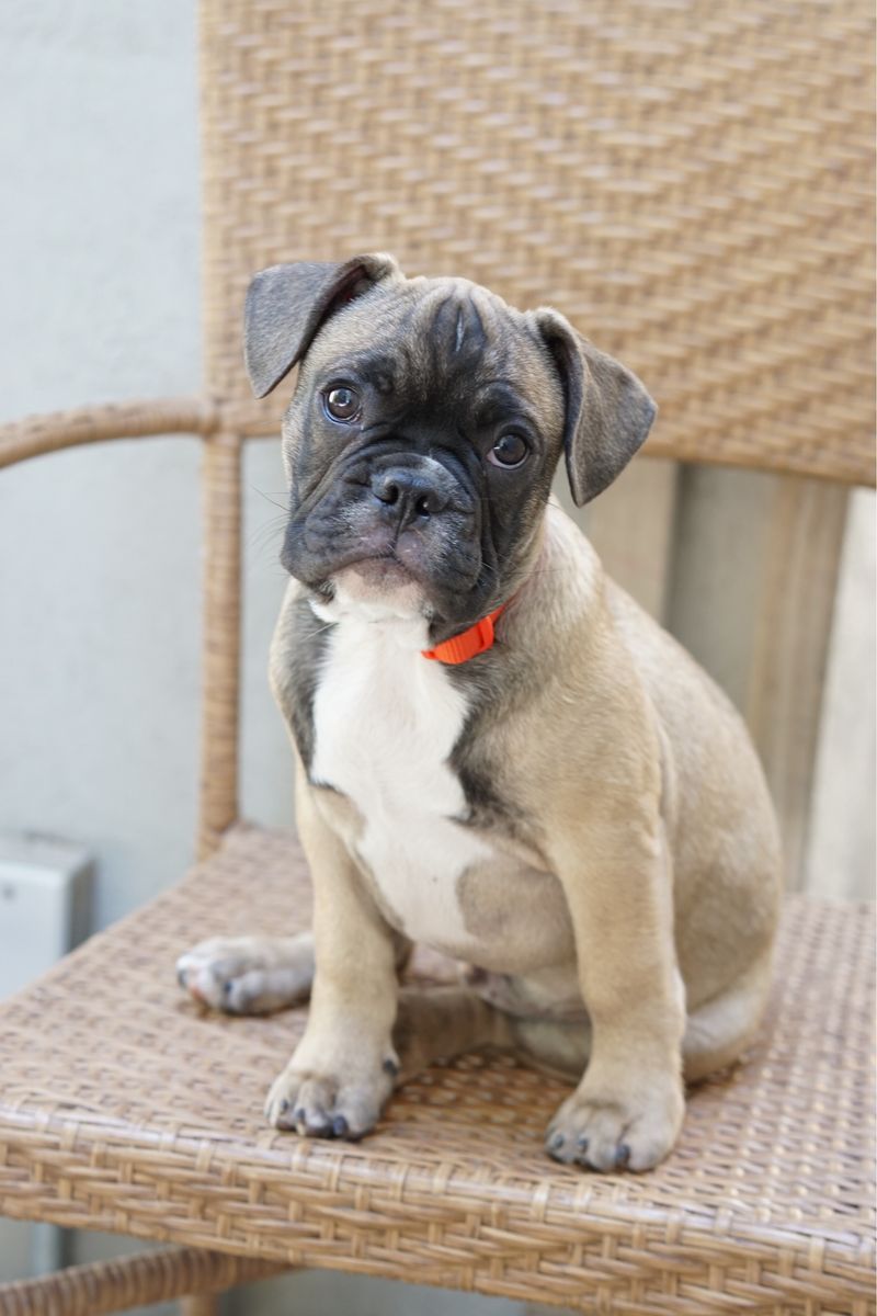 Frenchton Puppies - French Bulldog & Boston Terrier Mix (3 Months Old)
