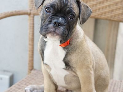 Frenchton Puppies - French Bulldog & Boston Terrier Mix (3 Months Old)