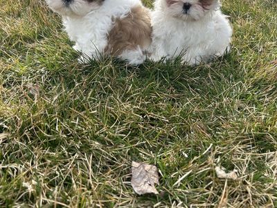 Shih Tzu