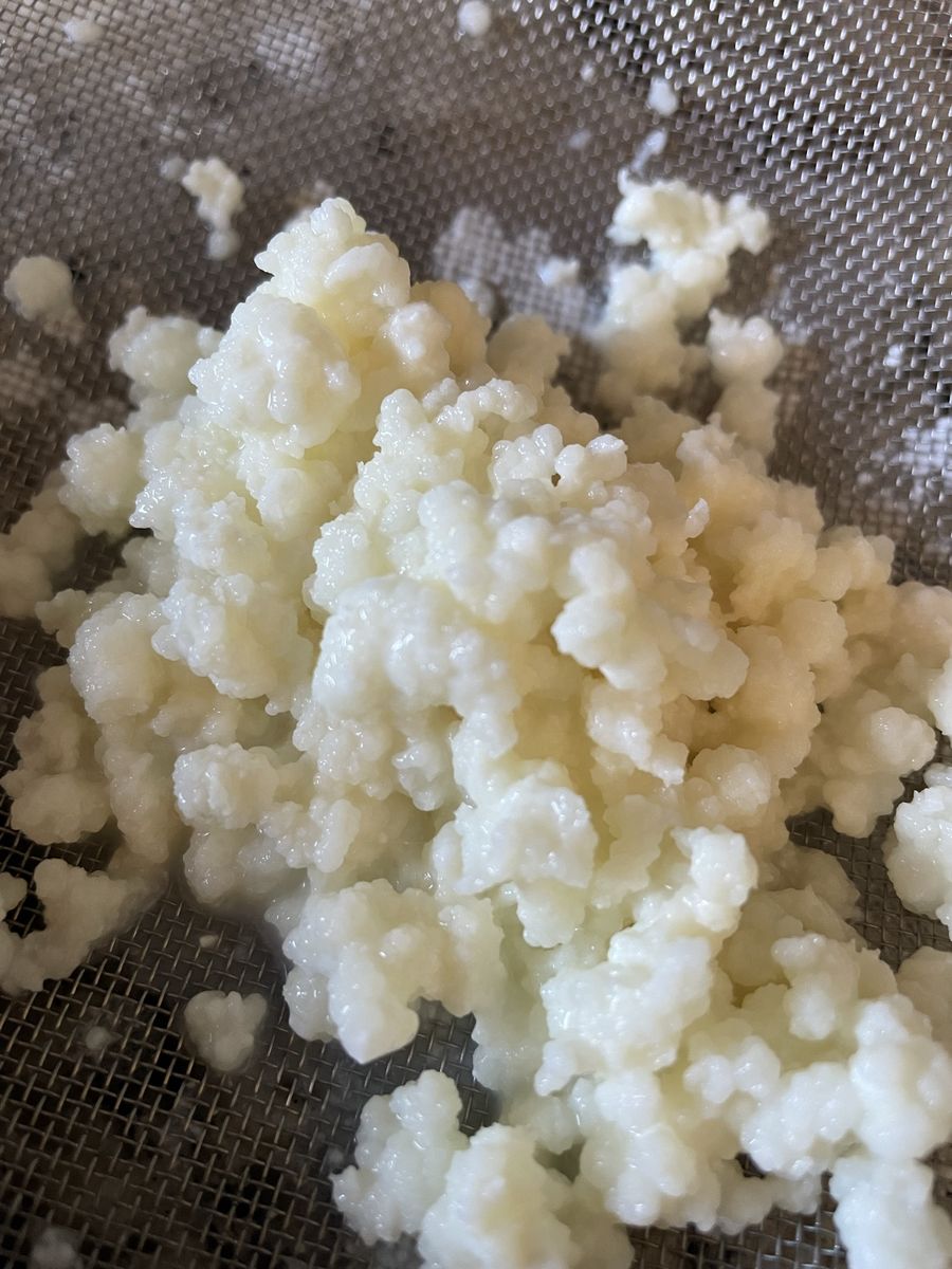 Milk Kefir Grains